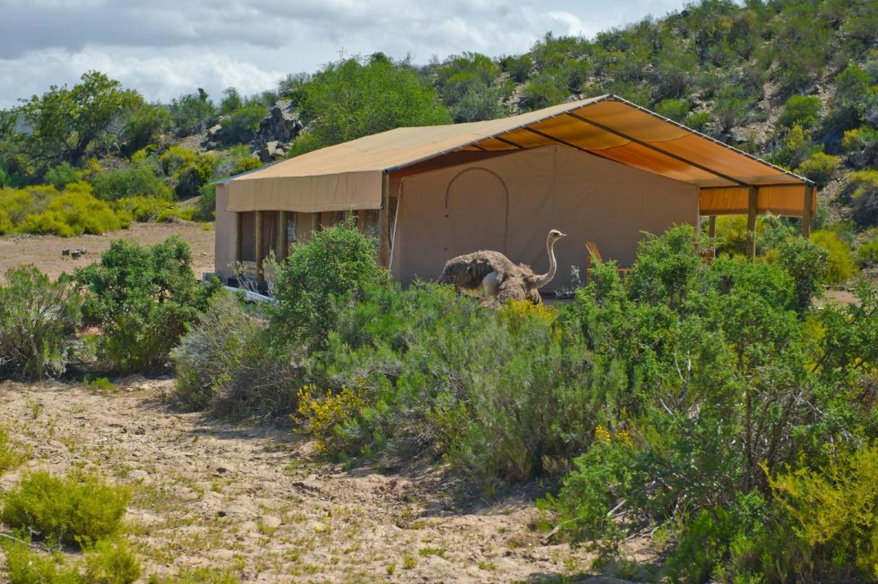 African Game Lodge Montagu Εξωτερικό φωτογραφία