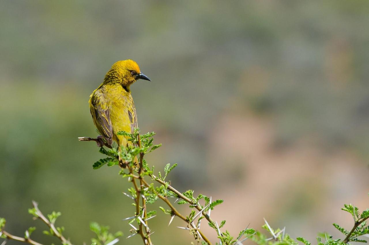 African Game Lodge Montagu Εξωτερικό φωτογραφία