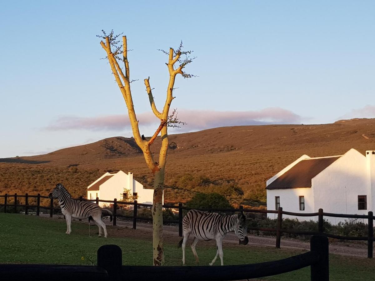 African Game Lodge Montagu Εξωτερικό φωτογραφία