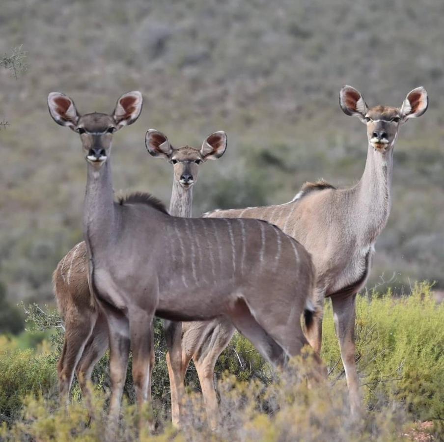 African Game Lodge Montagu Εξωτερικό φωτογραφία