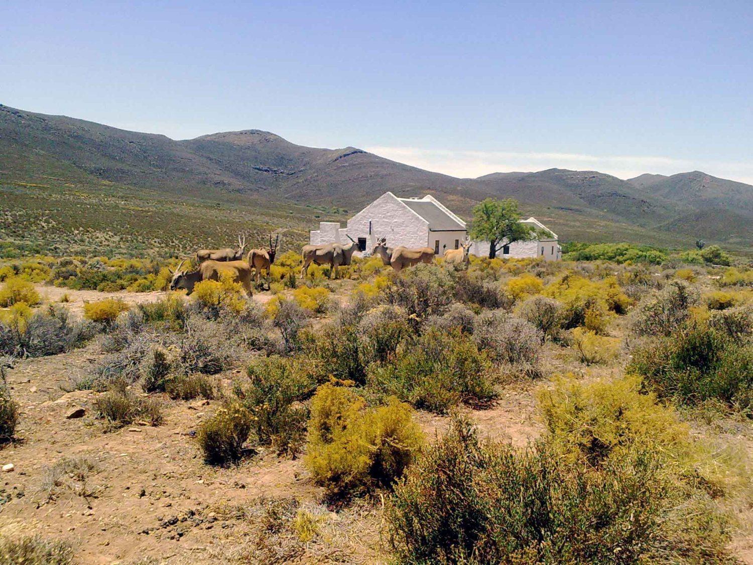 African Game Lodge Montagu Εξωτερικό φωτογραφία