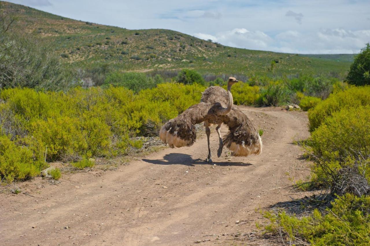 African Game Lodge Montagu Εξωτερικό φωτογραφία